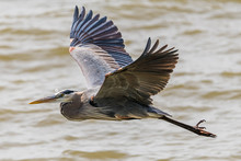Great Blue Heron Flying By