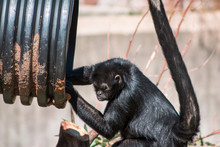 Spidermonkey Searching For Food During A Feeding At The Zoo