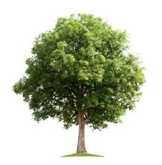 big tree isolate on white background