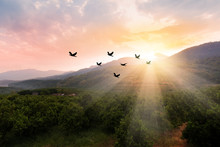 Silhouette Birds Flying Above Landscape During Sunrise