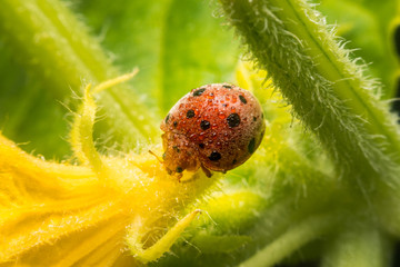 ladybug is living on a branch with beautiful sunlight in the morning.