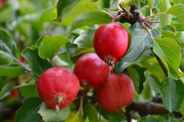 Red apples on a tree in Alaska