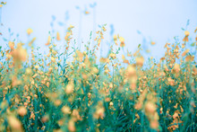 Close-up Of Yellow Flowers Growing In Field