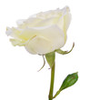 white roses  isolated on white background