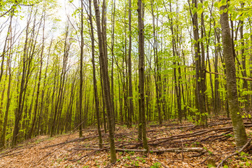 Wall Mural - Beautiful aligned birch trees in the forest, with fresh green foliage, in spring