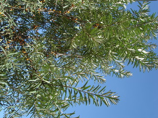 Wall Mural - Sea buckthorn branches with leaves and berries on a background of blue sky