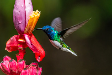 Wall Mural - blue hummingbird violet sabrewing flying next to beautiful red flower. tinny bird fly in jungle. wil