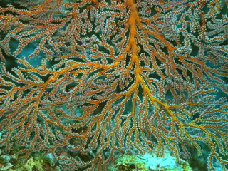 Wall Mural - The amazing and mysterious underwater world of Indonesia, North Sulawesi, Manado, gorgonian coral