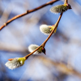 Fototapeta Tęcza - flowering willow buds on a branch close up in early spring