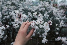 Low Angle View Of Hand Touching White Flowering Tree