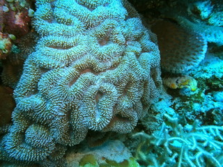 Wall Mural - The amazing and mysterious underwater world of Indonesia, North Sulawesi, Manado, stone coral