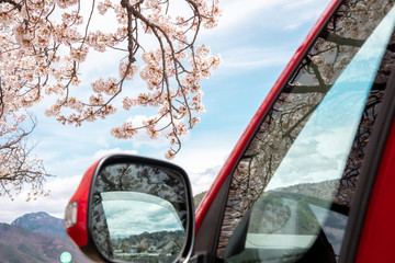 Wall Mural - 桜と赤い車　日本　ドライブ　外出禁止　cherry blossom