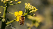 Honeybee pollinating an oilseed rape flower for honey, pollinate of flower