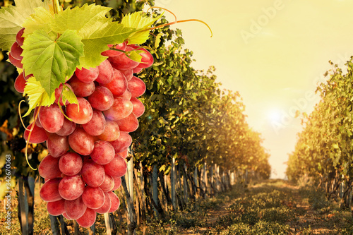 Fotografía Fresh ripe juicy grapes growing on branches in vineyard, space for text