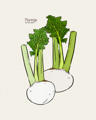 Wall Mural - Turnip, hand draw sketch vector.