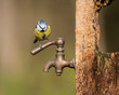 Image of Blue Tit bird Cyanistes Caeruleus on wooden post with rusty water tap in Spring sunshine and rain in garden