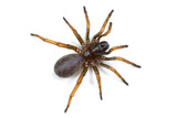 Fototapeta Konie - spider mygal isolated on a white background