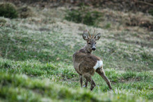 Young Male Roebuck Deer Shedding Ist Winter Coat In Late Spring
