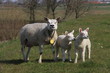 Newborn lambs in the grass along the dike during the spring in the Netherlands