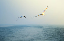 Seagulls Flying Over Sea Against Clear Sky