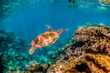 Fototapeta  - green turtle swimming in clear blue water among colorful coral formations