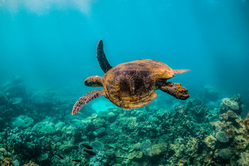  green turtle swimming in clear blue water among colorful coral formations