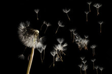 Dandelion Seeds Blowing In The Wind On A Black Background