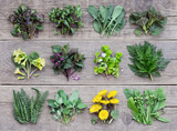 Fototapeta  - Edible plants and flowers, fresh spring harvest on a wooden rustic background. Medicinal herbs and wild edible plants growing in early spring.