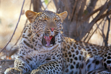 Poster - The leopard (Panthera pardus), portrait at sunset. Leopard yawns in a yellow dry bush in a South African savannah.