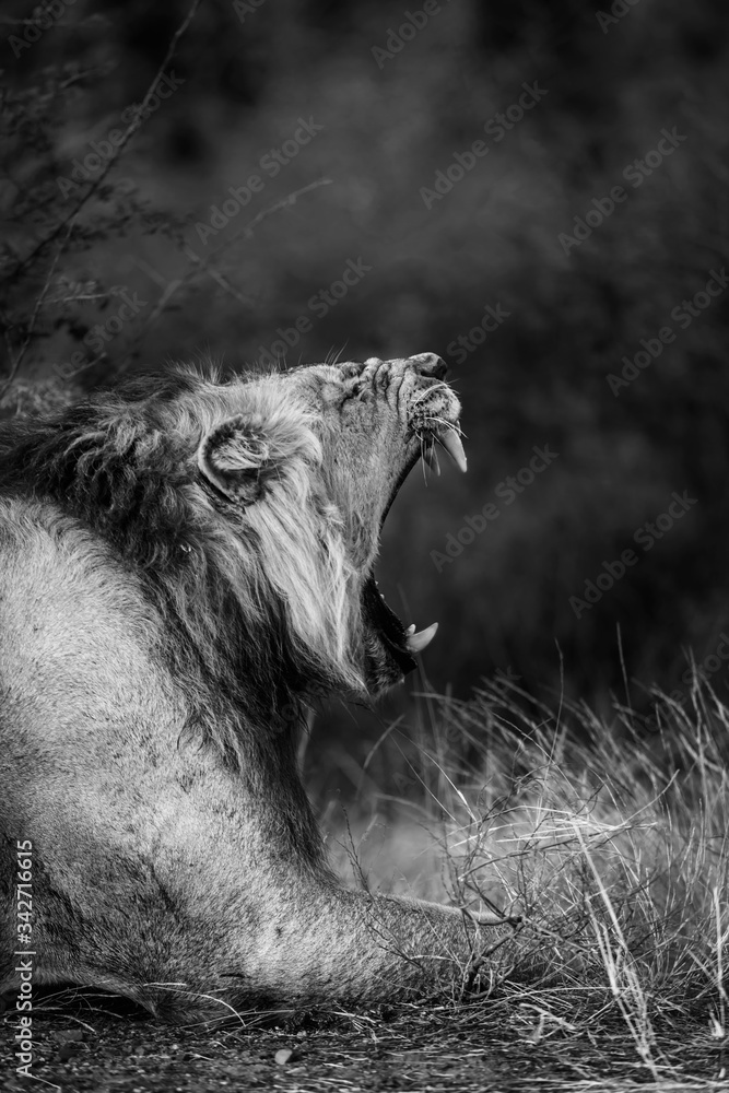 African lion male portrait yawning in Kruger National park, South Africa ; Specie Panthera leo family of Felidae - obrazy, fototapety, plakaty 