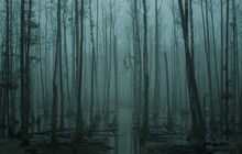 Empty, Misty Swamp In The Moody Forest With Copy Space