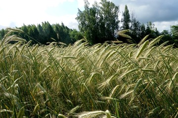 Background of cereal field, close up of cereal field. Tritikale cereal field in summer. Wheat and Rye field in Latvia