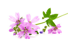 Common Mallow Plant With Pink Flowers And Leaves, Malva Sylvestris