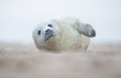 Grey seal pup lying on a beach in Norfolk UK.  Looking directly at the camera.  