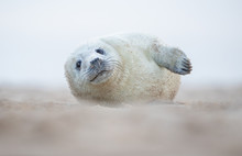 Grey Seal Pup Lying On A Beach In Norfolk UK.  Looking Directly At The Camera.  