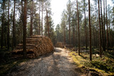Fototapeta Las - Deforestation - wood logs in daylight