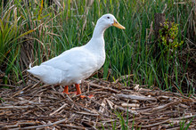 White Pekin Ducks In Long Grass At Sunrise