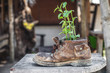 © desaart - Plant growth in the old shoe on the backyard