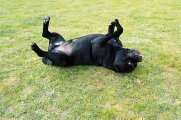 Canvas Print - Staffordshire Bull Terrier dog lying on his back on grass with his feet in the air half way through a roll.