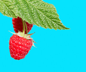 Wall Mural - Bunch of ripe raspberries on the branch.