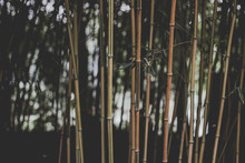 Bamboo Plants In Forest