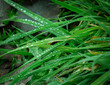 zielona trawa pokryta kroplami deszczu