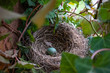 ptasie gniazdo z niebieskim jajkiem