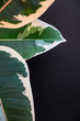 Close-up on the three variegated leaves of ficus elastica var. 