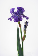 
Iris Flower On A White Background