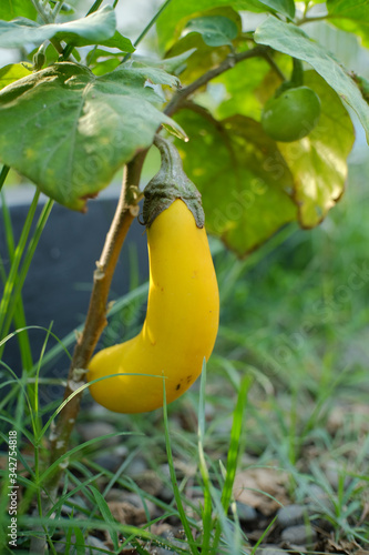 EGGPLANT SOLANUM MELONGENA - GOLDEN EGGS (20 SEEDS) eBay