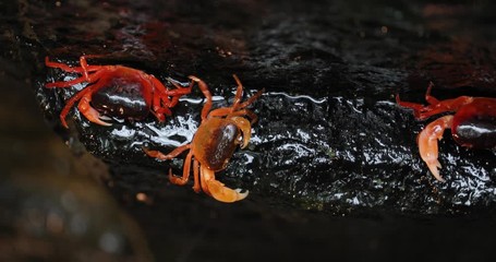 Wall Mural - Japanese freshwater crab climbing in a small stream under the surface