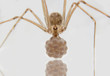 Cellar spiders with her eggs,long legged spider