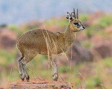 One Klipspringer Ram Standing On A Rock With A Multi-coloured Background In Marakele National Park, South Africa