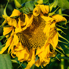 Wall Mural - sunflower flowers on sunny summer day